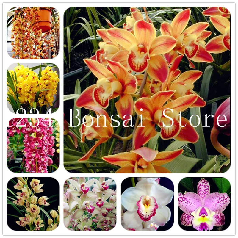 

100 pcs Cymbidium Orchid plants Bonsai Rare Heirloom Perennial Flower bonsai Natural Growth for Home Garden Ornamental Plants