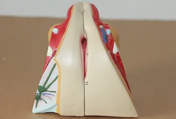 

Female genital model urinary system model external genitalia ovary and uterus anatomical model