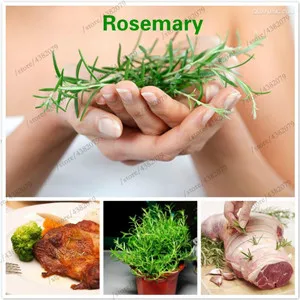 100pcs Sale Rosemary Garden Terrace Indoor Potted Four Seasons Easy To Sow bonsai Vanilla Marine Dew