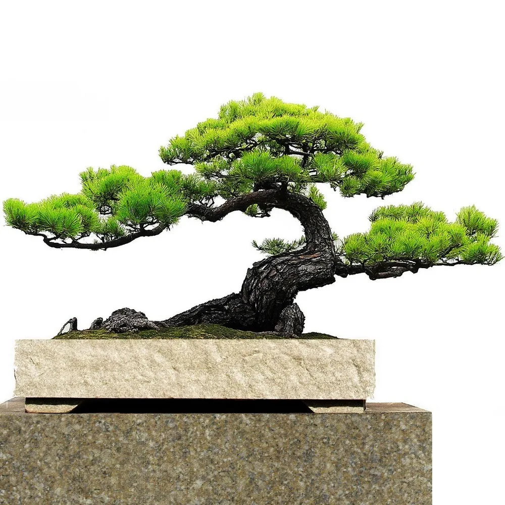 Japanese black pine seed bonsai garden interior decoration, evergreen