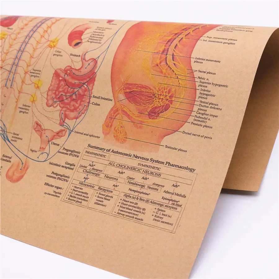 Человеческого тела вегетативную нервную систему Структура схема изображение Винтаж крафт Бумага постер 42x30 см FRD013
