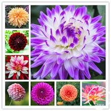 Free Shipping 100pcs Multi Colored Dahlia flores bonsai flower plant plantas for home garden U4R4DS