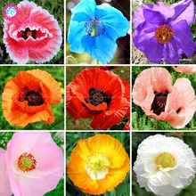 100pcs bag Mixed colors Poppy Bonsai Flower Rare Papaver orientale potted plants for home garden planting