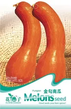 Cucurbita pepo Семена, оригинальная Упаковка 8 зерна Сад семена Овощных культур, легко Расти Gold крючок тыквы