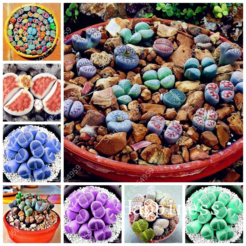 200 Pcs Mini Lithops Flowers Bonsai Living Stones Mix Succulent Cactus Organic Balcony Potted Plants For Home Garden Supplies