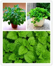 400 Lemon Mint Seeds potted flowers and plants seeds seasons seeds edible flowers