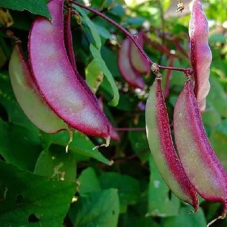 Семена Фасоль Блюхильда Купить