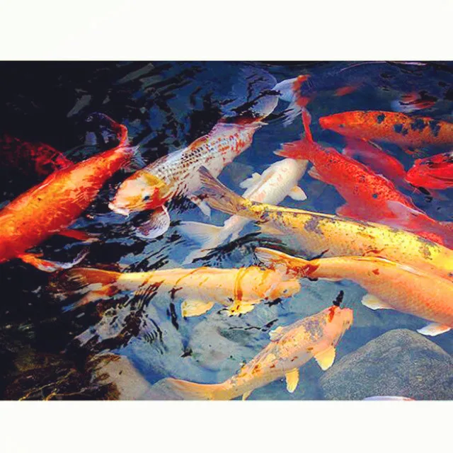 Живая Рыба Для Пруда Купить В Новосибирске