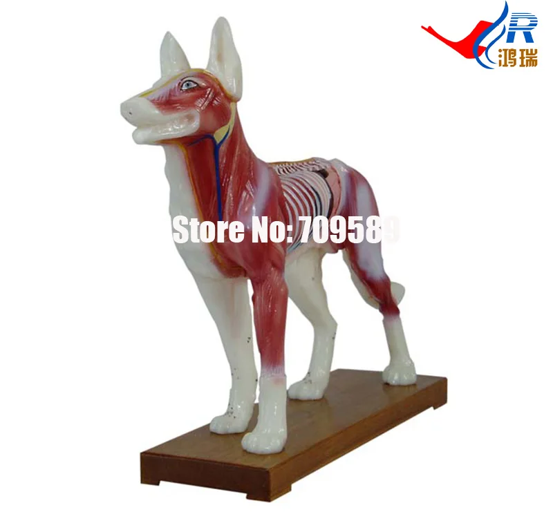 

Dog Acupuncture Model, Animal Acupuncture Model