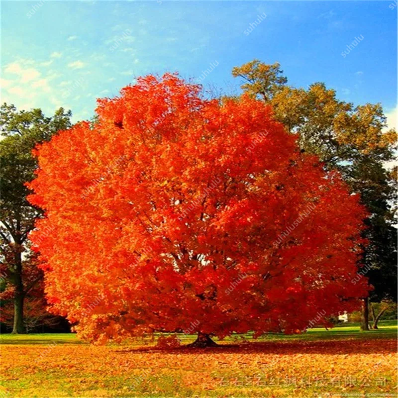 10 шт. американский красный дубовый бонсай Quercus семена пиона древесные растения украшение двора для дома Садовая посадка, легко растить