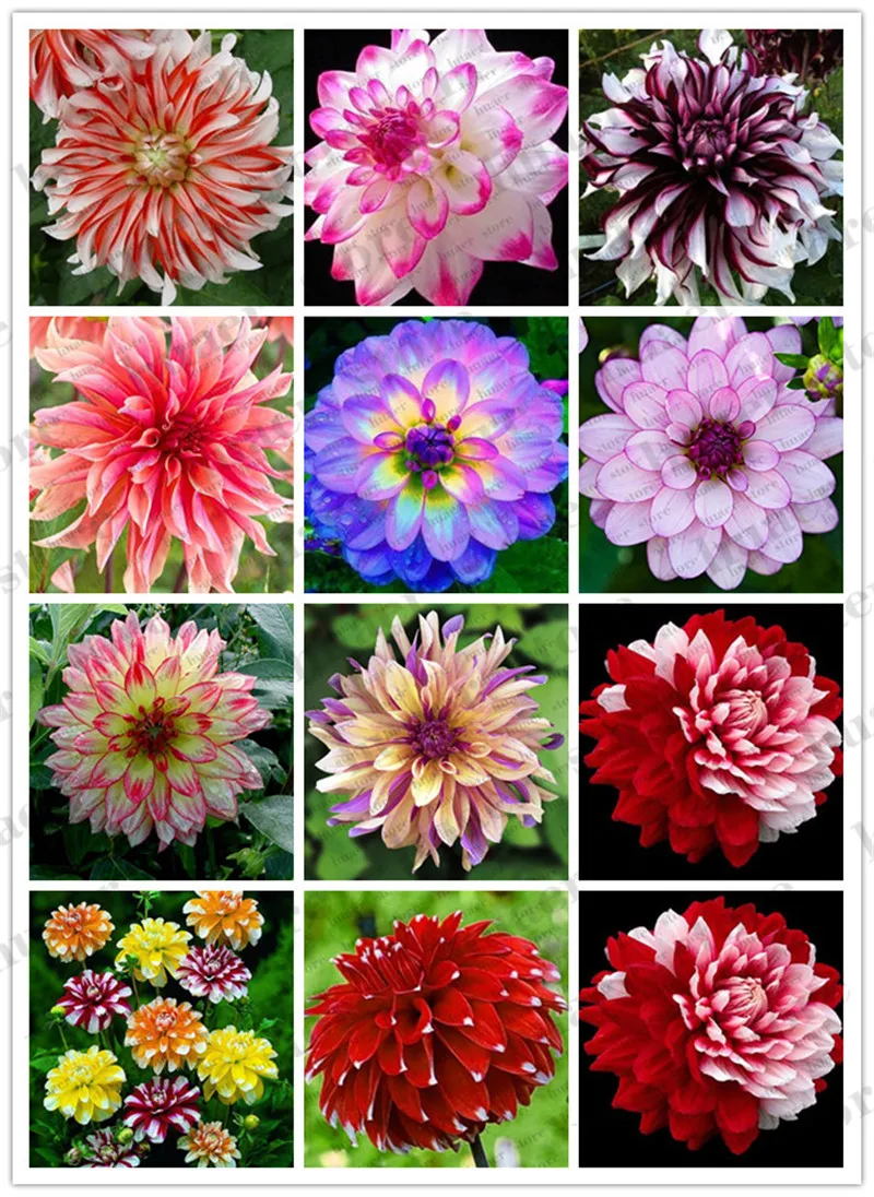 

100 Pcs/bag Dahlia Bonsai Heirloom Potted Dahlia Flower, Bonsai Plant for Home Garden DIY Potted Plant .