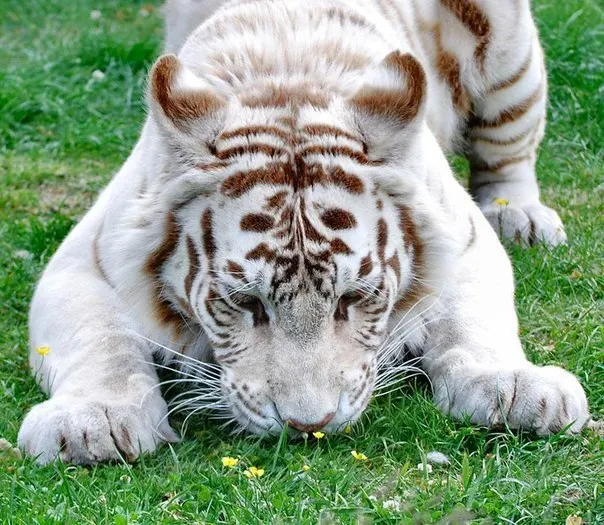 

Diy Diamond Painting Animals White Tiger 5D Diamond Painting Cross StitchFull Resin Square Dill Resinstone Beadwork DMC Sets