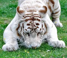 Diy Diamond Painting Animals White Tiger 5D Diamond Painting Cross StitchFull Resin Square Dill Resinstone Beadwork DMC Sets Diy Diamond Painting Animals White Tiger 5D Diamond Painting Cross StitchFull Resin Square Dill Resinstone Beadwork DMC Sets