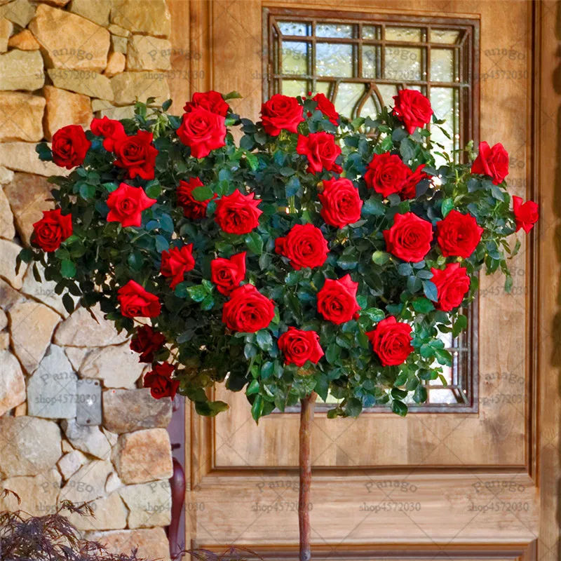 10pcs Rose Tree Bonsai Flower Gorgeous Bright-colored Planting Potted for DIY Home Garden Balcony Yard Flower Plants 10pcs Rose Tree Bonsai Flower Gorgeous Bright-colored Planting Potted for DIY Home Garden Balcony Yard Flower Plants