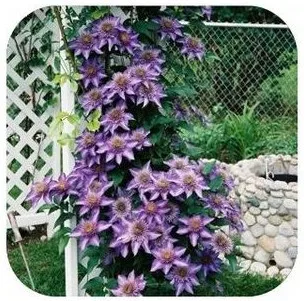 Vine Clematis Potted Seeds, 100pcs/pack