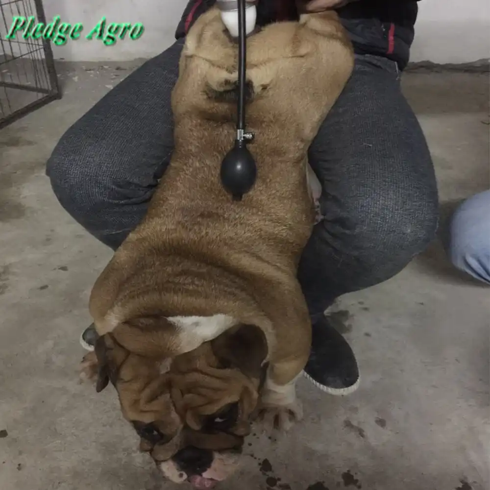 Искусственное осеменение оплодотворение собак. Искусственное осеменение кошек. Искусственная собака для кабелей. Искусственное оплодотворение собак. Собаки размножаются.