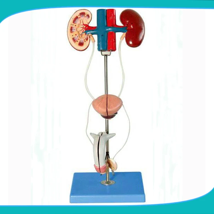 

Human Male Urinary System Model, Male Urinary Organ System Model