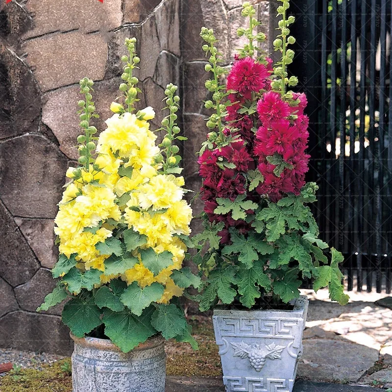 

30pcs Double flap dwarf Hollyhock Bonsai Flowers Plants beautiful Althaea rosea bonsai flower potted plant DIY home garden plant