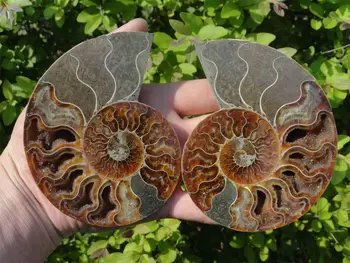 

390g NATURAL CUT CRETACEOUS AMMONITE FOSSIL Sliced Minerals SPECIME