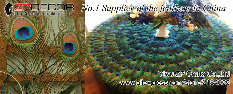 Peacock Feather