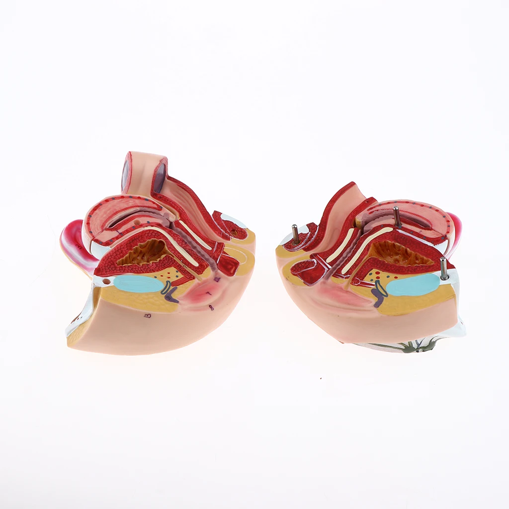 1:1 Female Uterus Ovary Genital Model - Human Reproductive Organ Anatomical Model with Base for Science Learning School Lab Accs