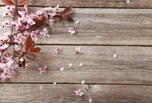 Laeacco Peach Blossom Wooden Board Scene Baby Children Photography Backdrop Customized Photographic Background For Photo Studio Laeacco Peach Blossom Wooden Board Scene Baby Children Photography Backdrop Customized Photographic Background For Photo Studio