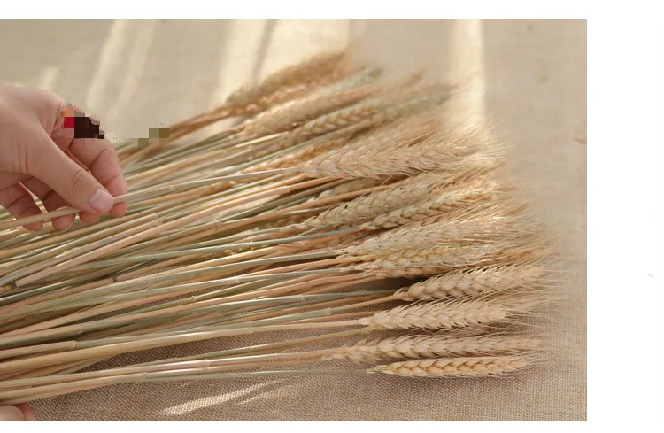 200-400 стебель Denisfen сушеный цветок пшеничная ветка сушка натурального пшеничного уха букет для рождества свадьбы украшения дома и офиса