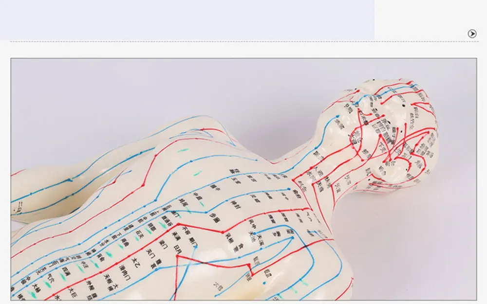 Акупунктура модель 50 см мужской женский с основанием акупунктурные меридианы модель Акупунктура стартовый набор