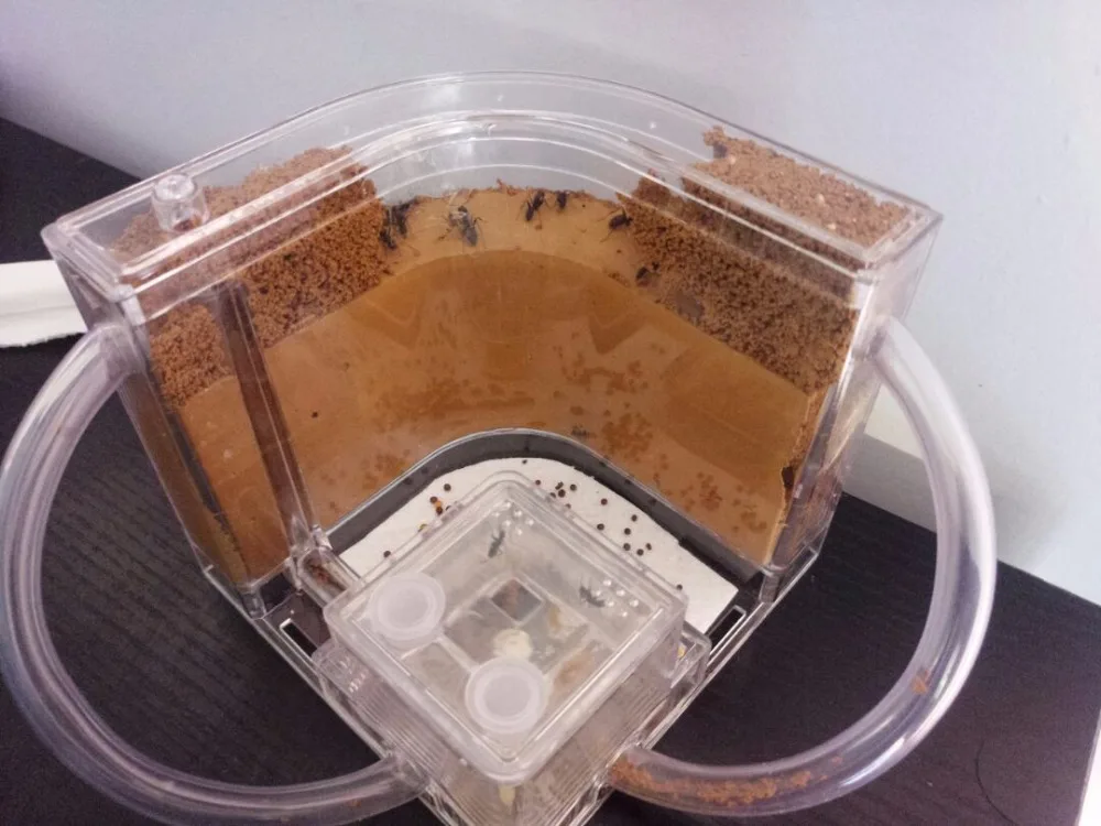 ant-nest-house (1)