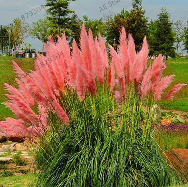 Hot Sale!Pampas Grass flores Patio and Garden Potted