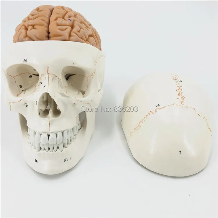 

Human Life Size Numbered Skull With Brain Model anatomy skeleton veterinary anatomical brain anatomia science Exploded skull