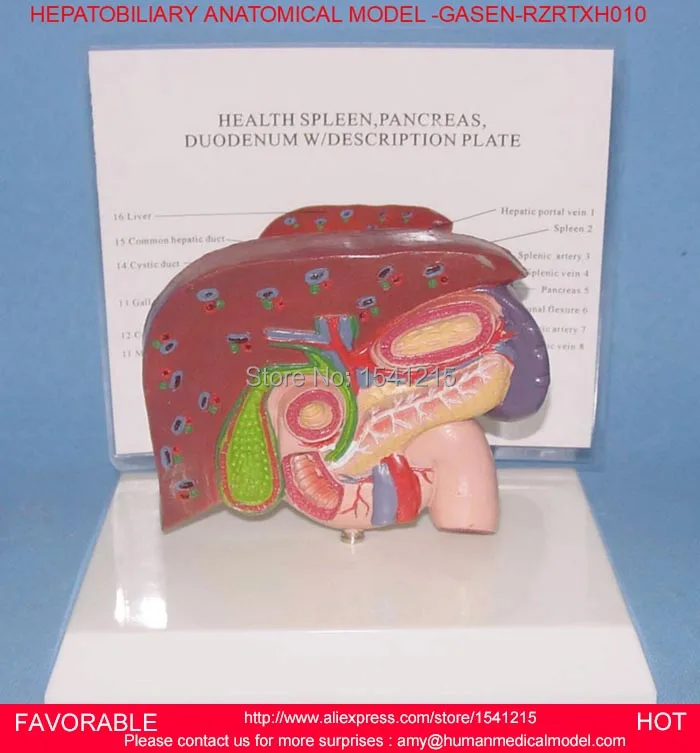 ORGAN ANATOMICAL MODEL OF HUMAN LIVER MEDICAL TEACHING HEPATOBILIARY ANATOMICAL MODEL ORGANIZERS FOR DESKTOP GASEN RZRTXH010