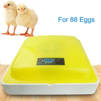 

Thermostat for Incubator Egg Incubator Hatcher Incubator Display Temperature Humidity 88 Eggs