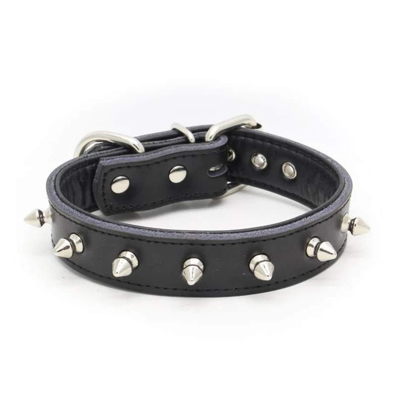4 collar dog