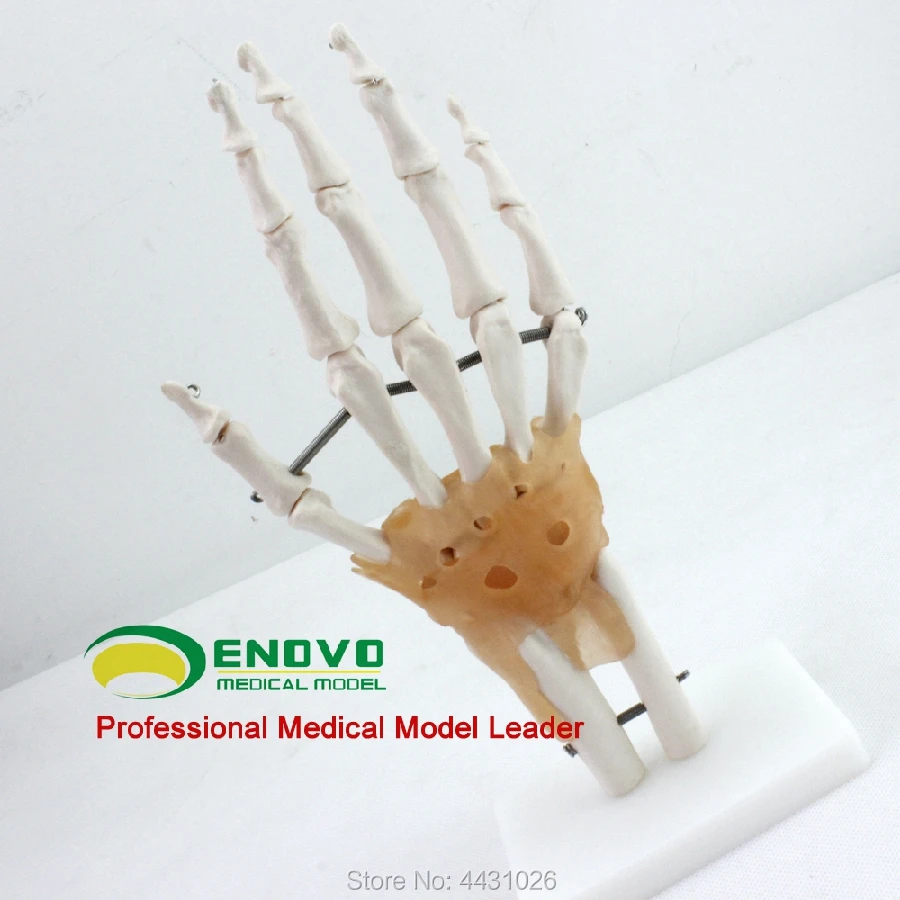ENOVO медицинские человеческой руки суставной связок модели руки кость локтевой radius человеческого скелета хирургии стопы