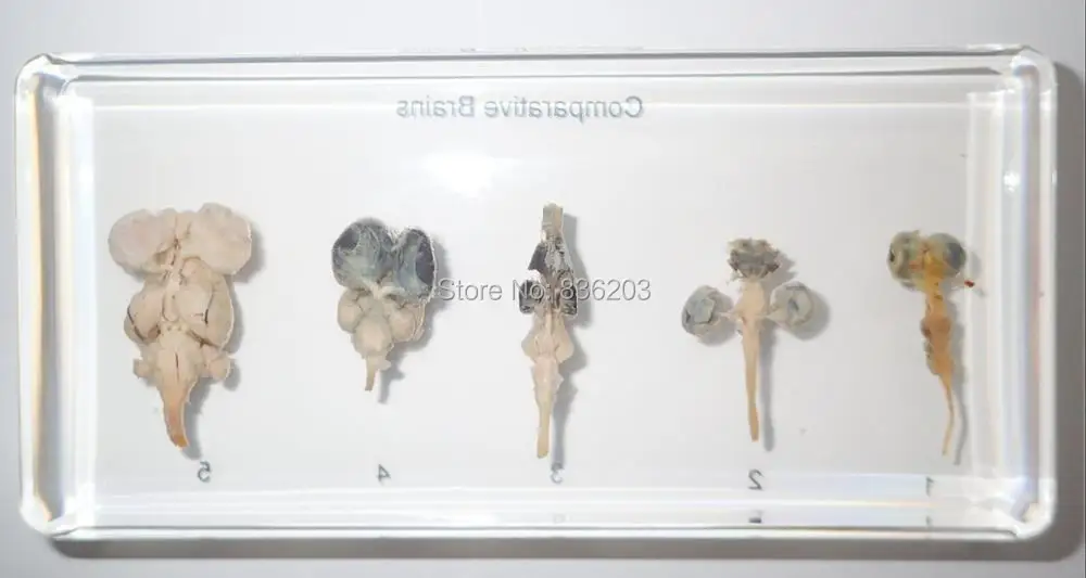 

5 Animal Comparative Brains Set Fish, fr Specimen in Acrylic trauma medical instruments anatomy Anatomical Teaching model condom