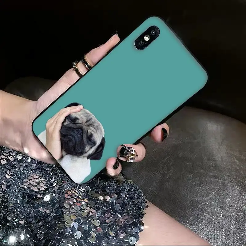 Animal Cute Pug Dog