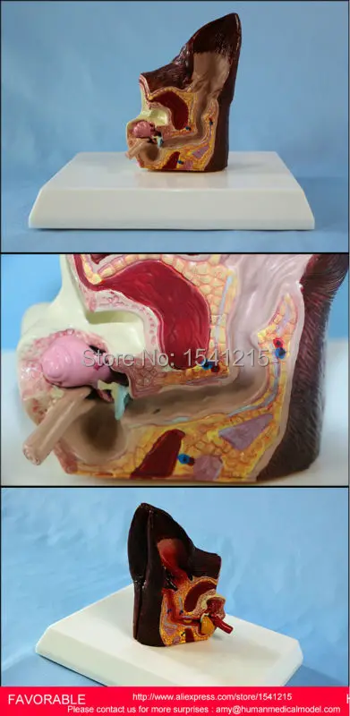 

DOG SPECIMEN, DOG TEACHING MODEL,DOG ANIMAL ANATOMY FREE SHIPPING,MORBID DOG EARS AND SICK DOG EARS MODEL-GASEN-RZDW016