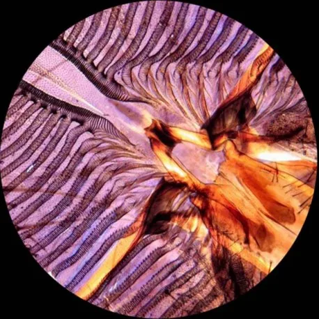 BlowFlyProboscis