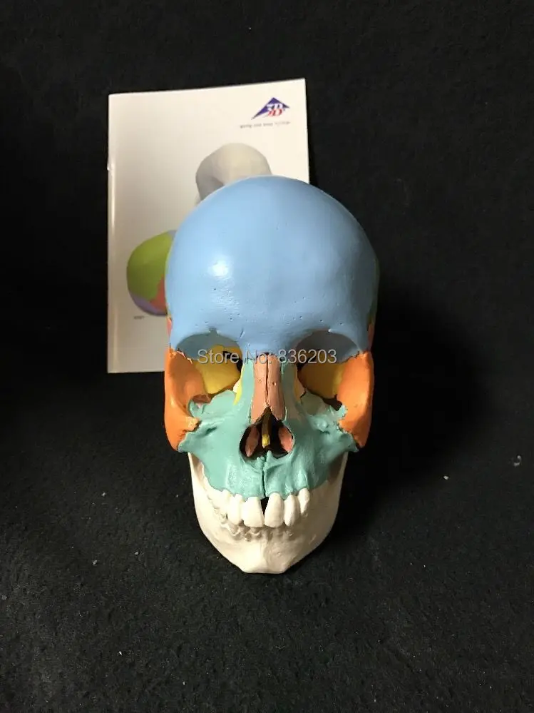 

human Medical skeleton 3B Scientific A291 22 Part Beauchene Adult Skull esqueleto humano anatomi anatomy medical training
