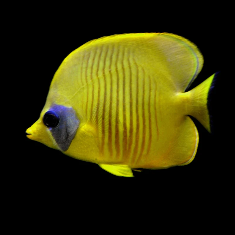 Gold flounder saltwater fish saltwater fish live sea creaturesin Forks