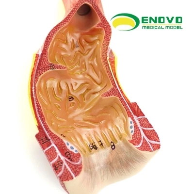 Анатомическое строение модель человеческого прямой кишки и ануса Бесплатная доставка