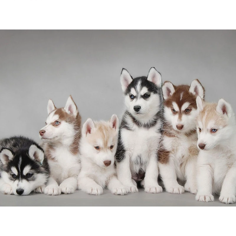 downloadedPhotos (1)