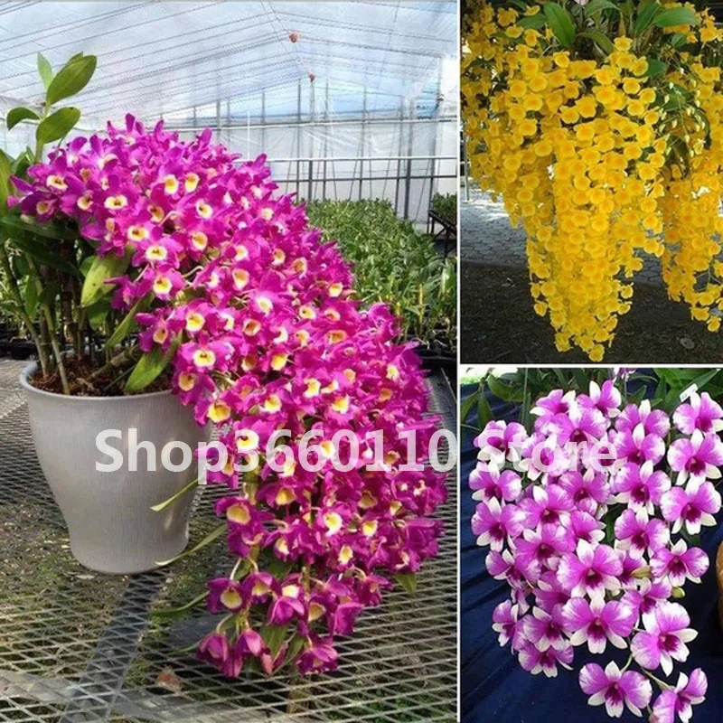

30Pcs / Bag Seedsplants Dendrobium Orchids Bonsai Tree Very Easy Grow Home & Garden Building Flower For Sale