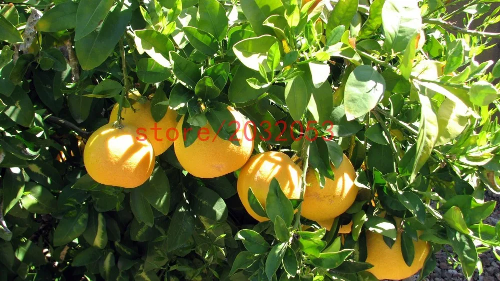 bonsai Thai Pomelo Citrus maxima, Pomelo Grapefruit, for home garden planting