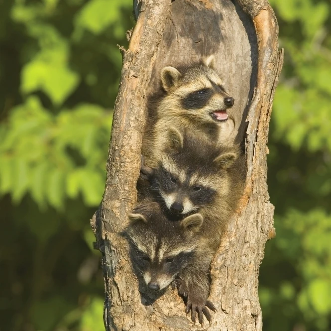 Raccoons In A Tree Poster Print (22 x 34)