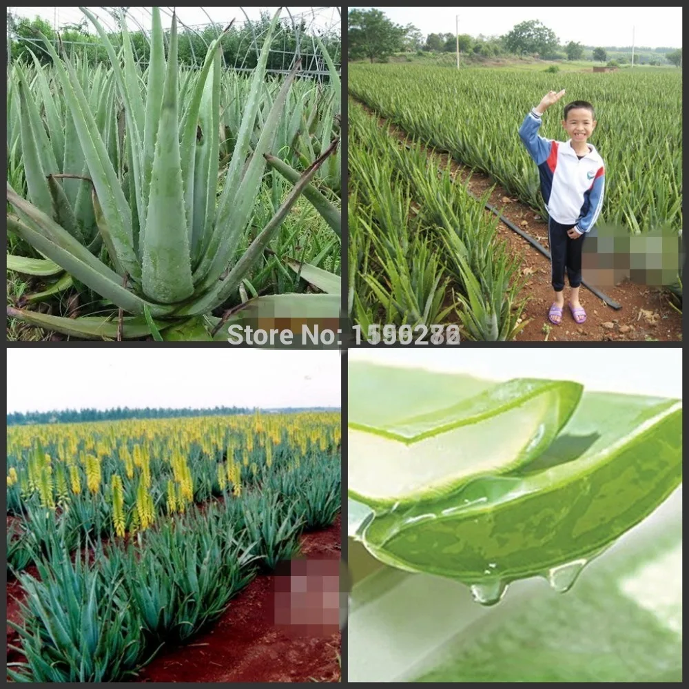 

10pcs 100% Fresh Real Chinese Heirloom Edible Aloe Vera semillas - Bonsai Succulent Plant sementes