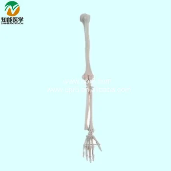 

Life-Size Upper Limb Skeleton Model BIX-A1029 WBW423