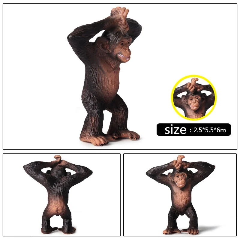 Gorilla (8)