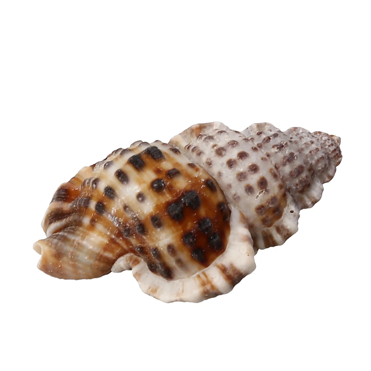 7pcs/set Natural Beautiful Sea Shell Conch Craft  Aquarium Decor Ornament Accessories For Jewelry Making DIY  Mayitr